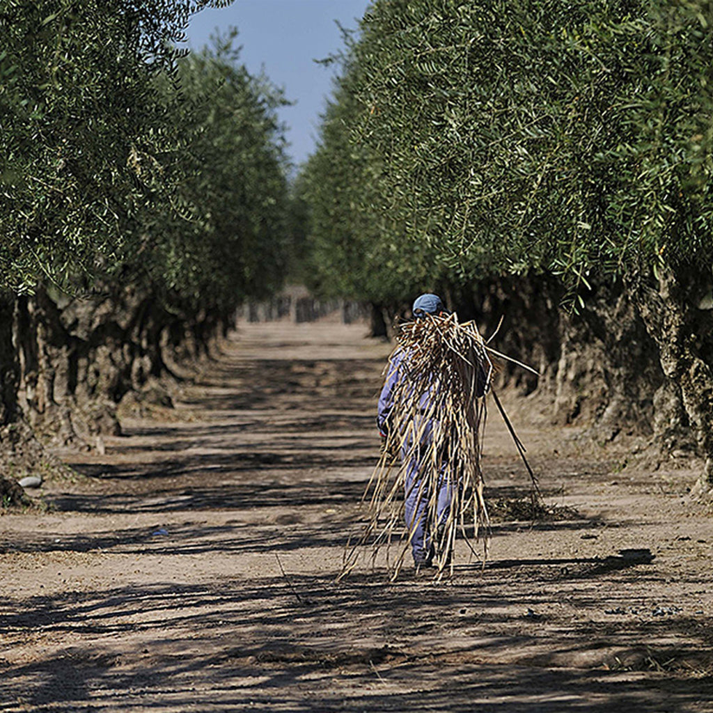 Vineyard Worker in the Vines at Argentina Winery
