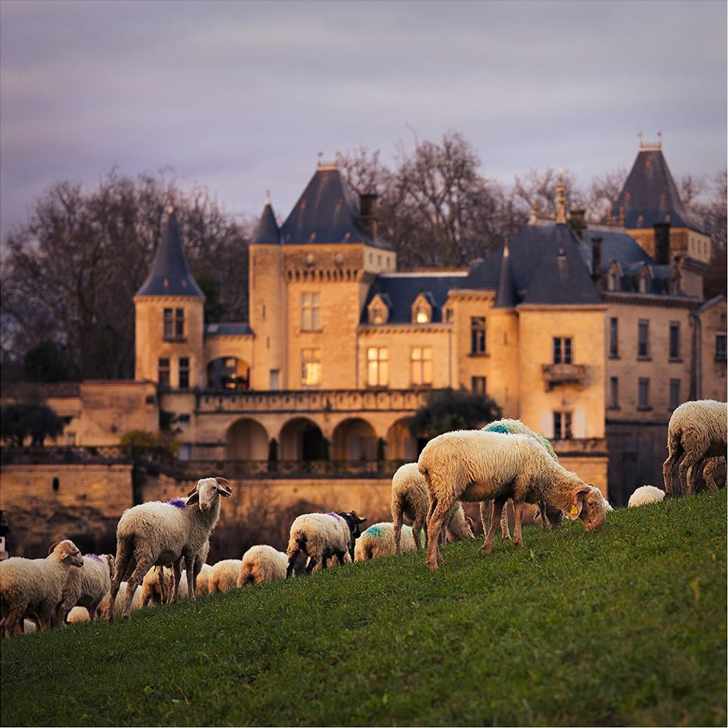 The grand 16th-century towers and fortified facade of Château de La Rivière, overlooking the vineyards of the Fronsac appellation in Bordeaux.