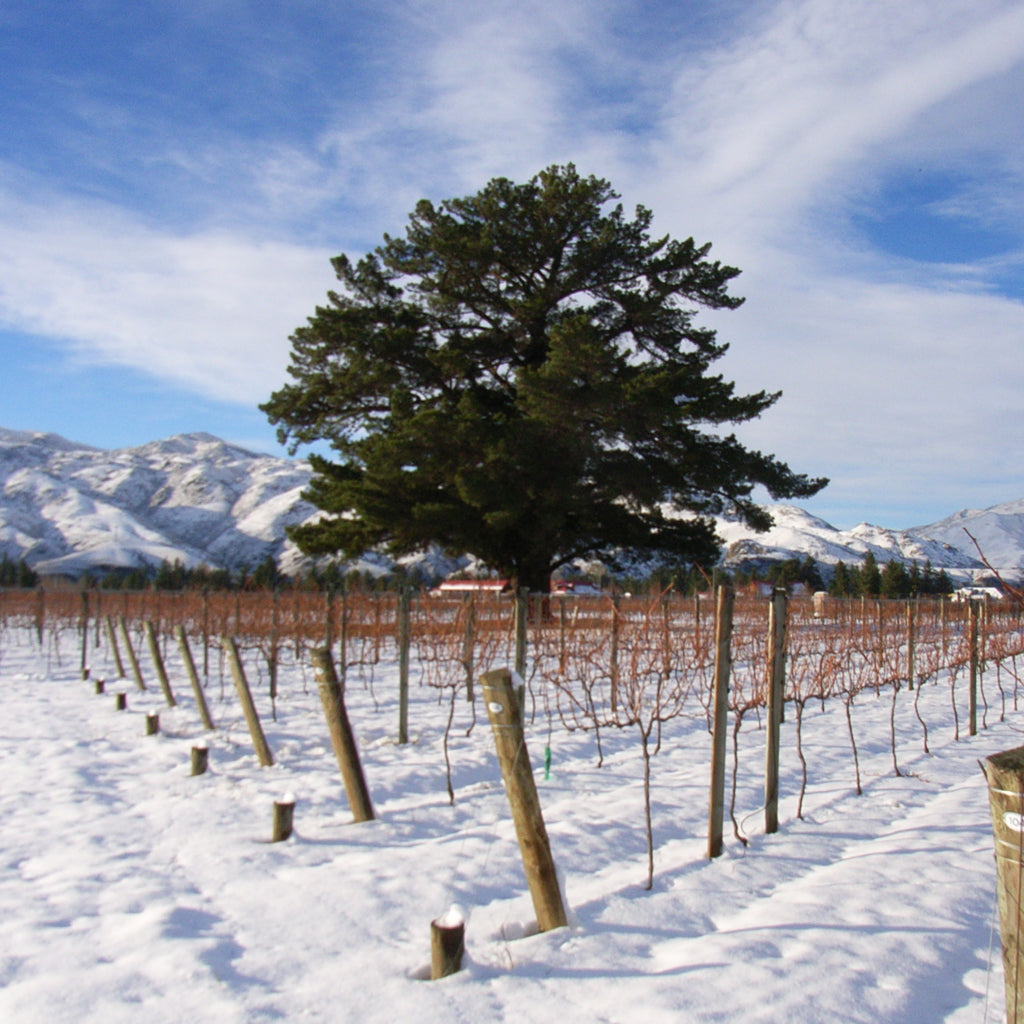 CENTRAL OTAGO