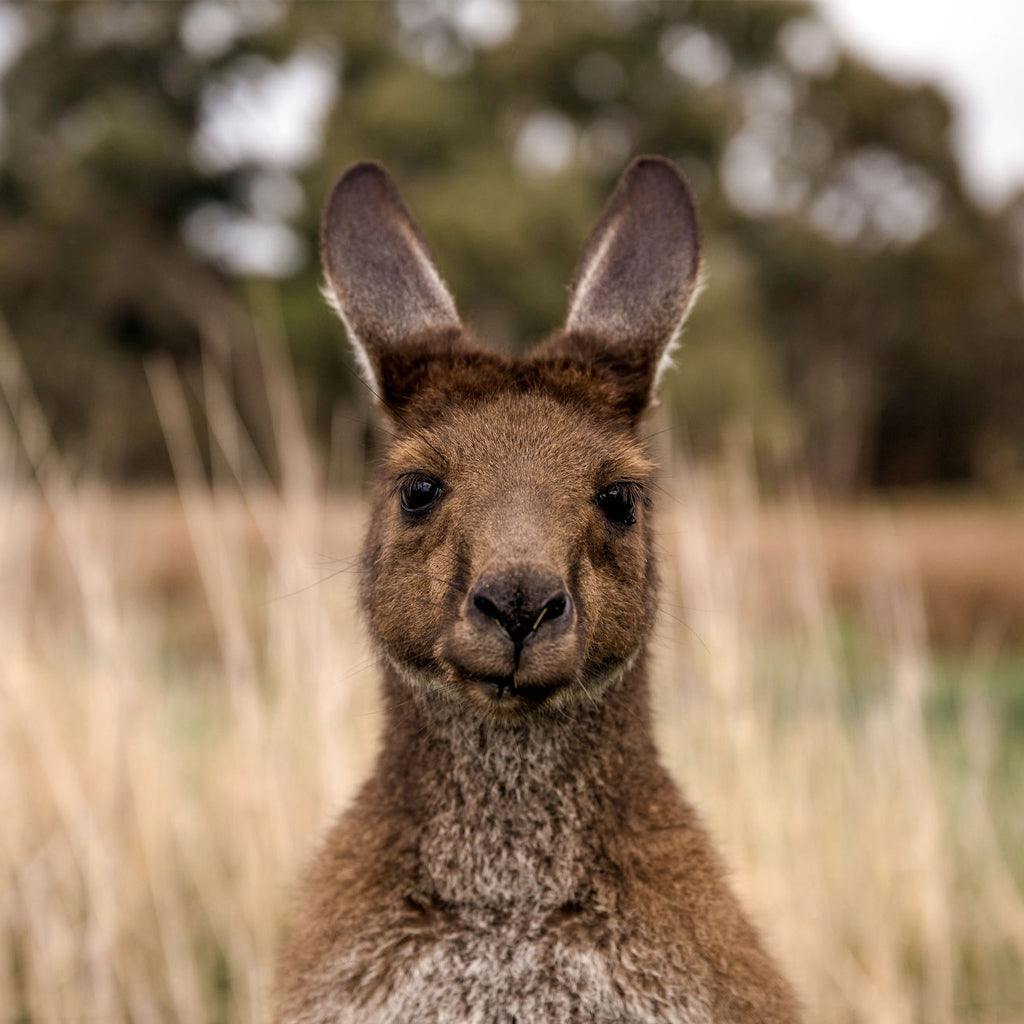 Close up image of a kangaroo in the clare valley vineyards