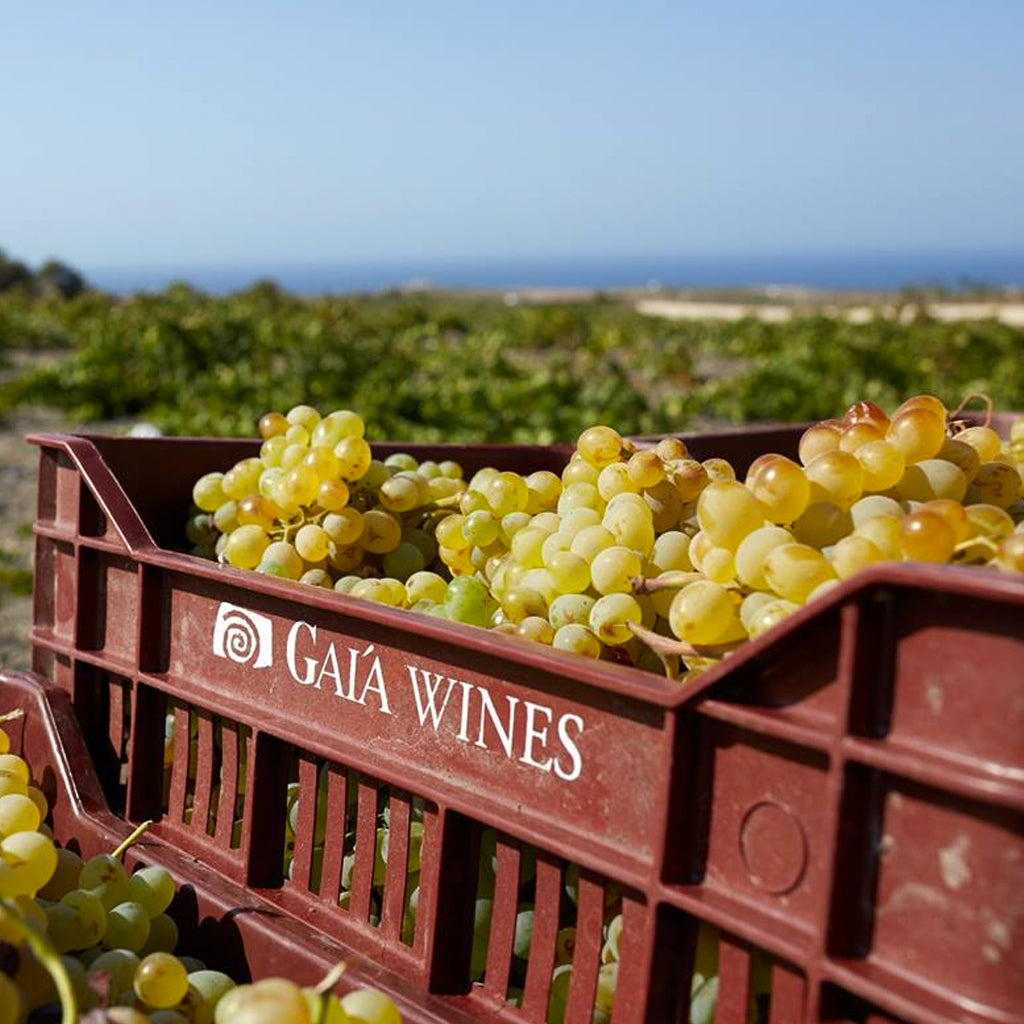 Gaia Wines | Santorini