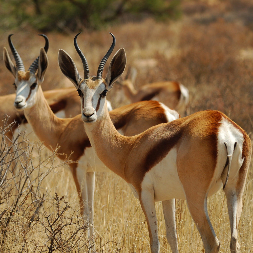 SOUTH AFRICA