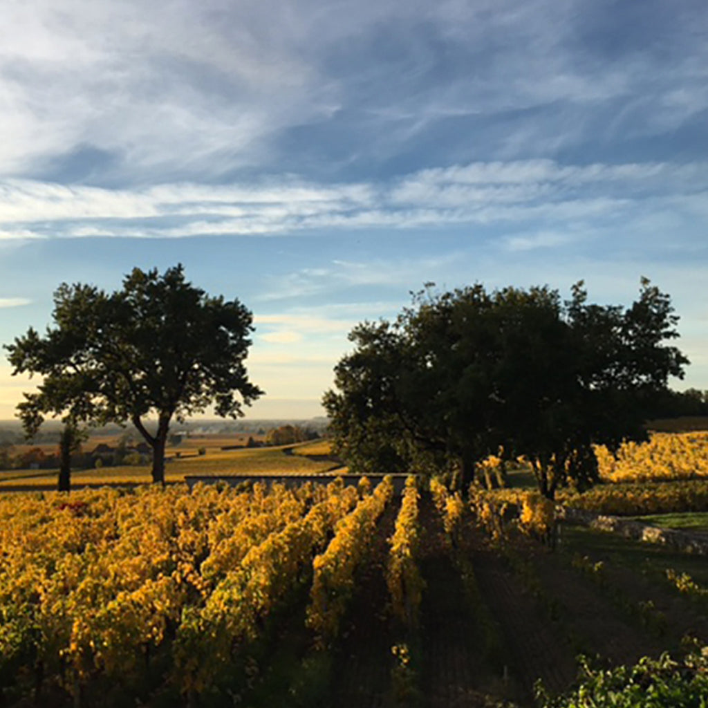 Clos Saint-Martin | Saint Émilion Grand Cru
