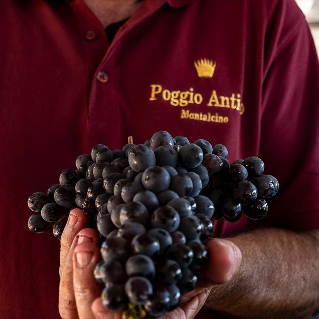 Poggio Antico Sangiovese Grapes