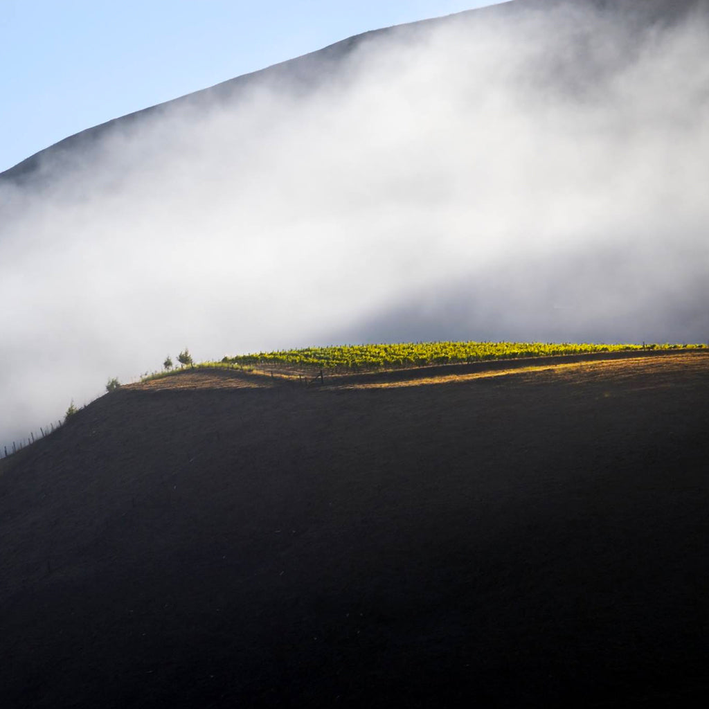 Bien Nacido | Santa Maria Valley