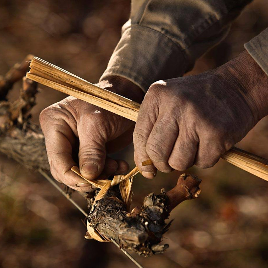 Hand tying vine in vineyard