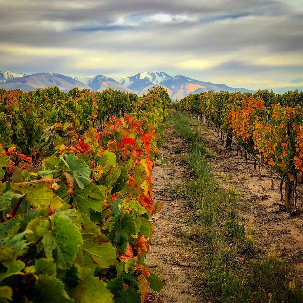 Zorzal Vineyards Argentina