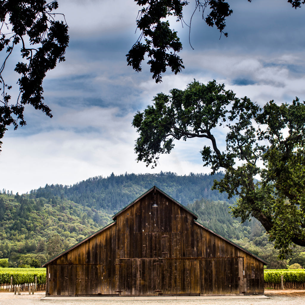 Ulysses Vineyard | Napa Valley, USA
