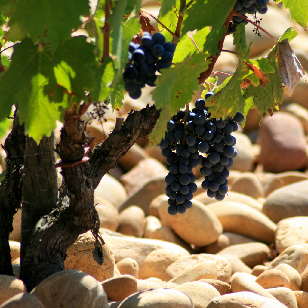 SOUTHERN RHÔNE