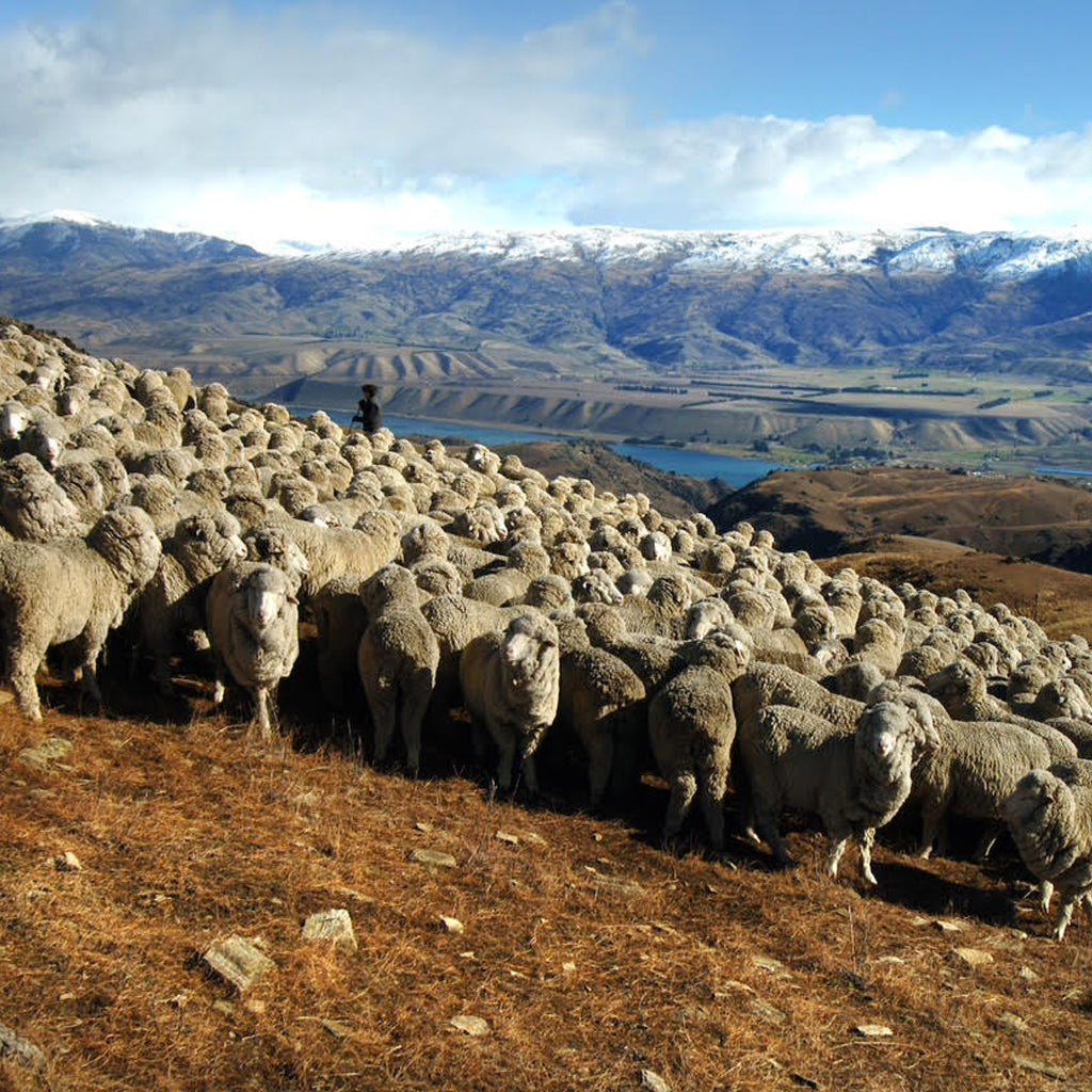 NEW ZEALAND