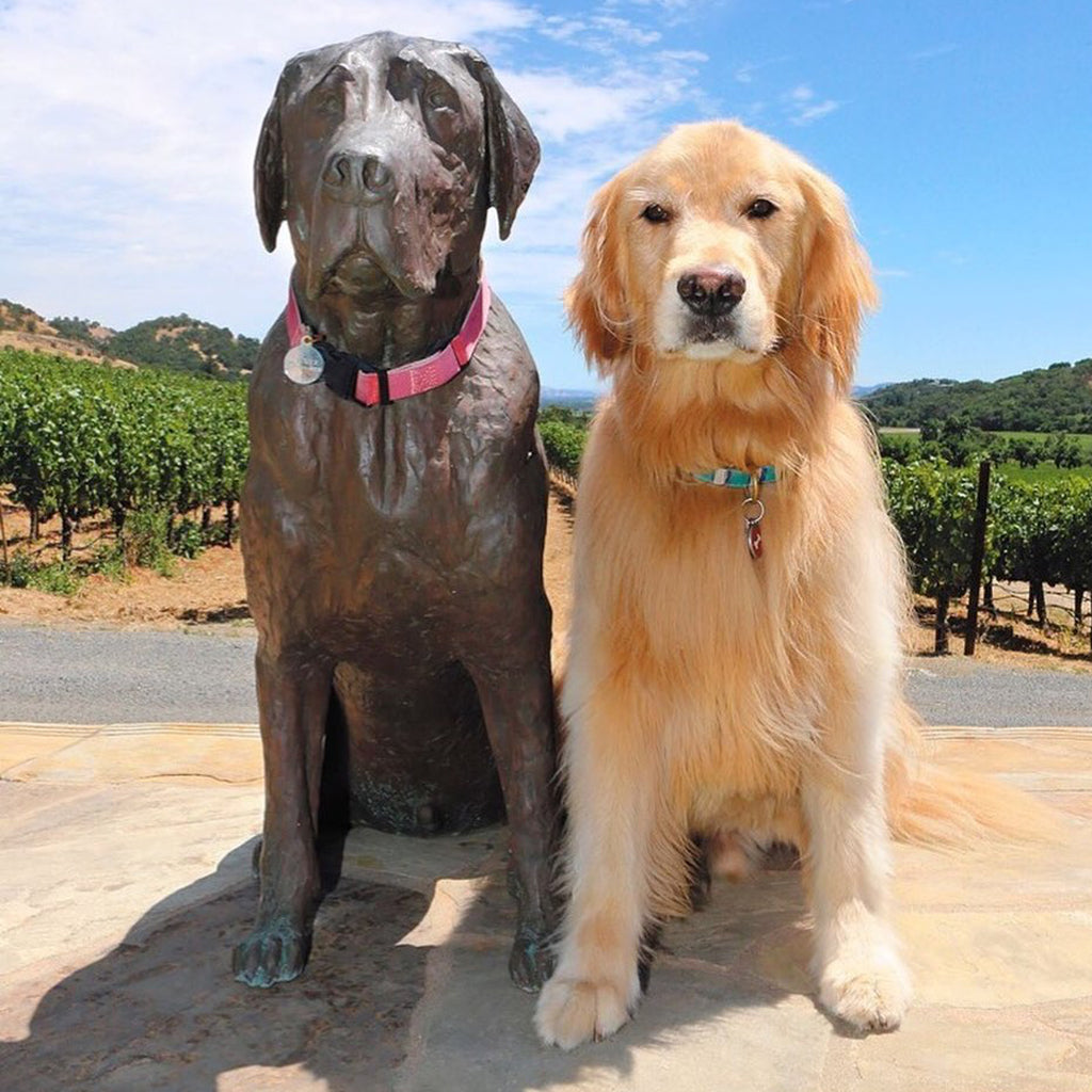Cody alongside statue of Tucker at Shafer Vineyards