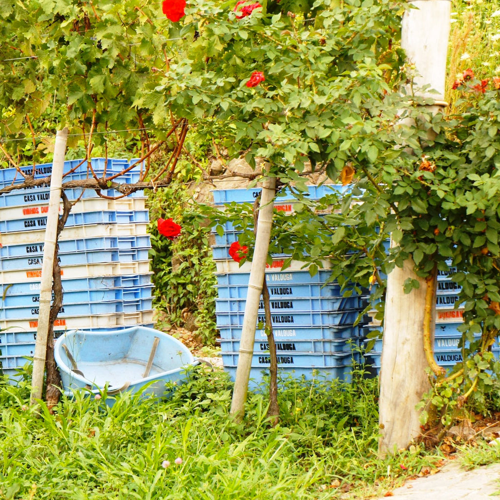 Casa Valduga Grape Harvest Collection Boxes Stacked in Vineyard