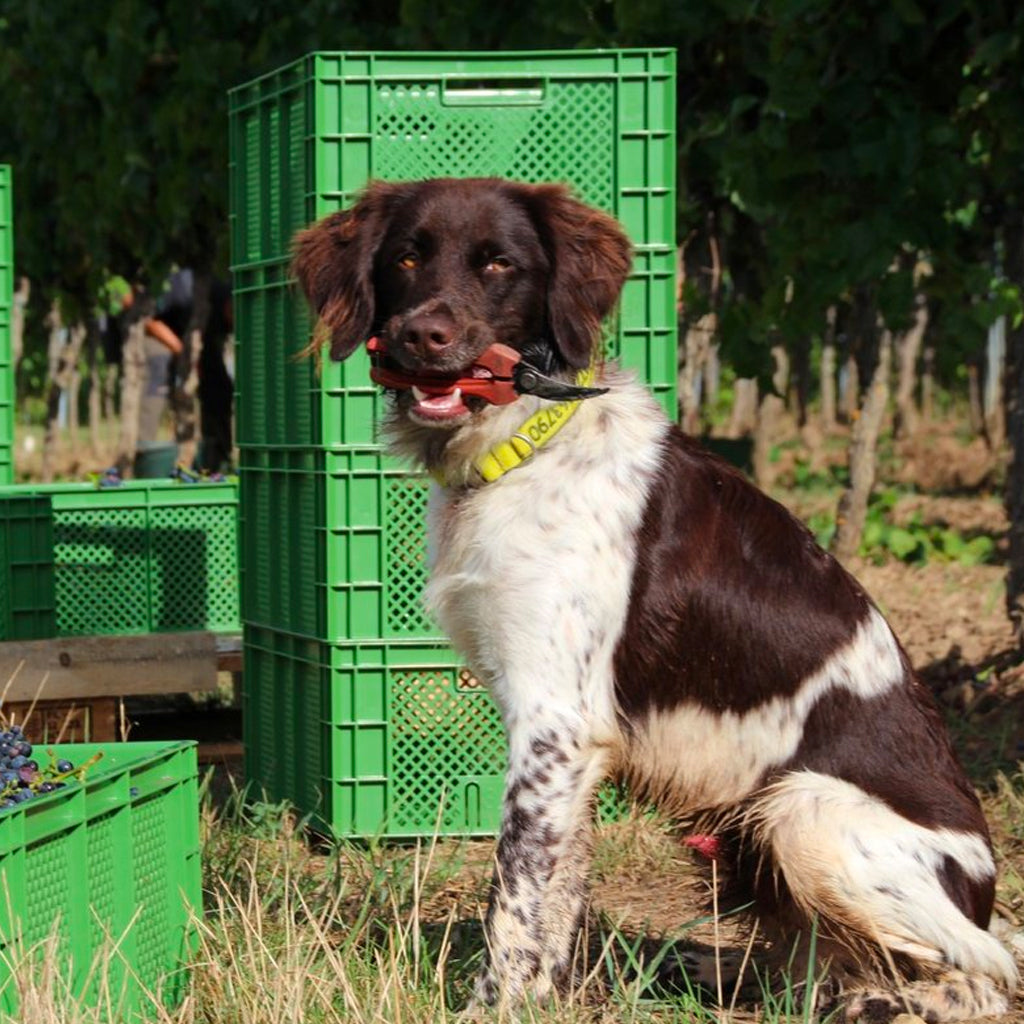 Rebholz Four Legged Friend with Pruning Sheers in Mouth