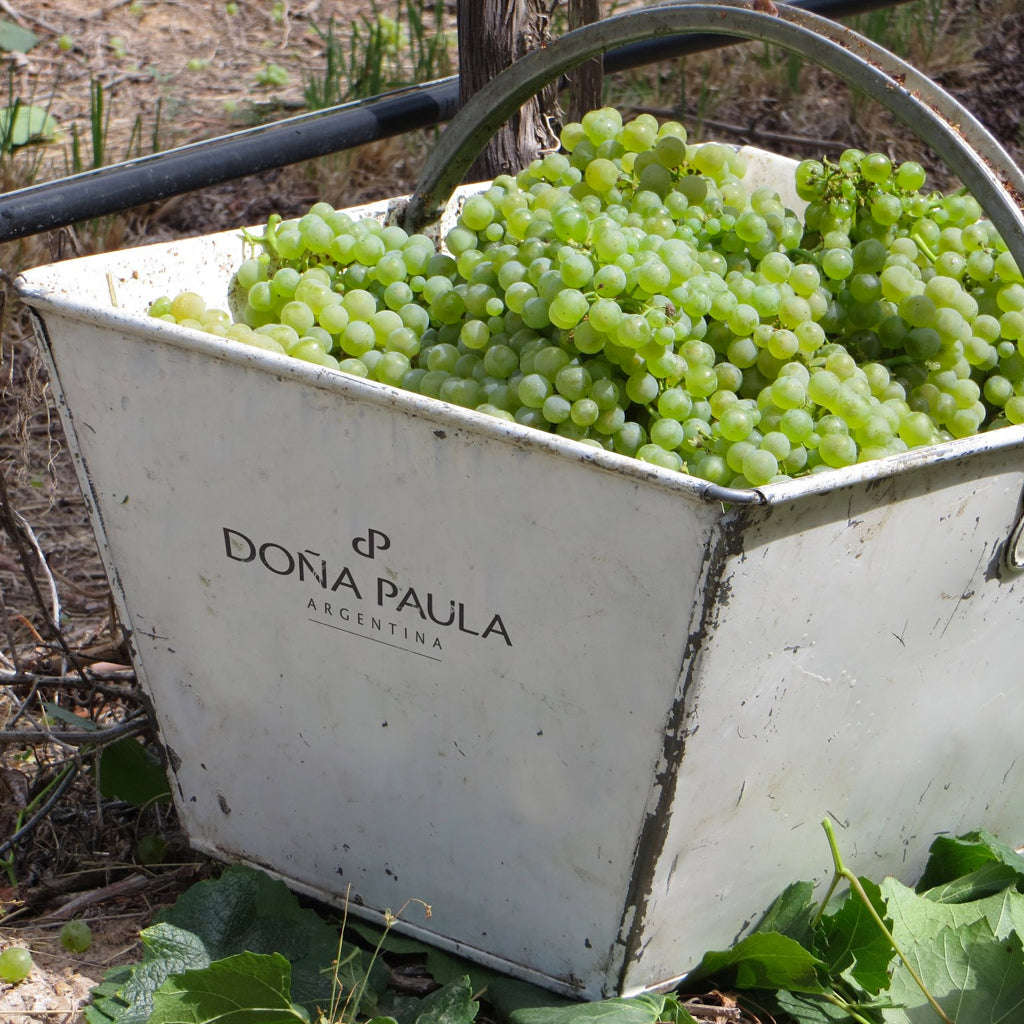 Doña Paula Wines from Argentina