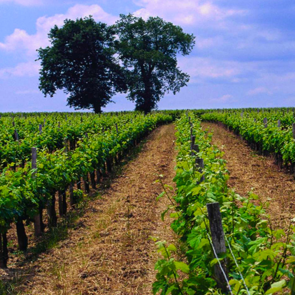 Roc de Cambes Vineyard