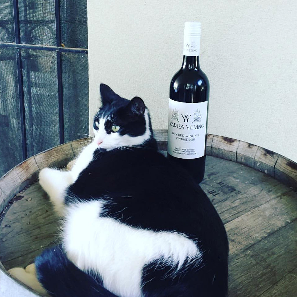 Yarra Yering Winery Cat laid on barrel with bottle of wine