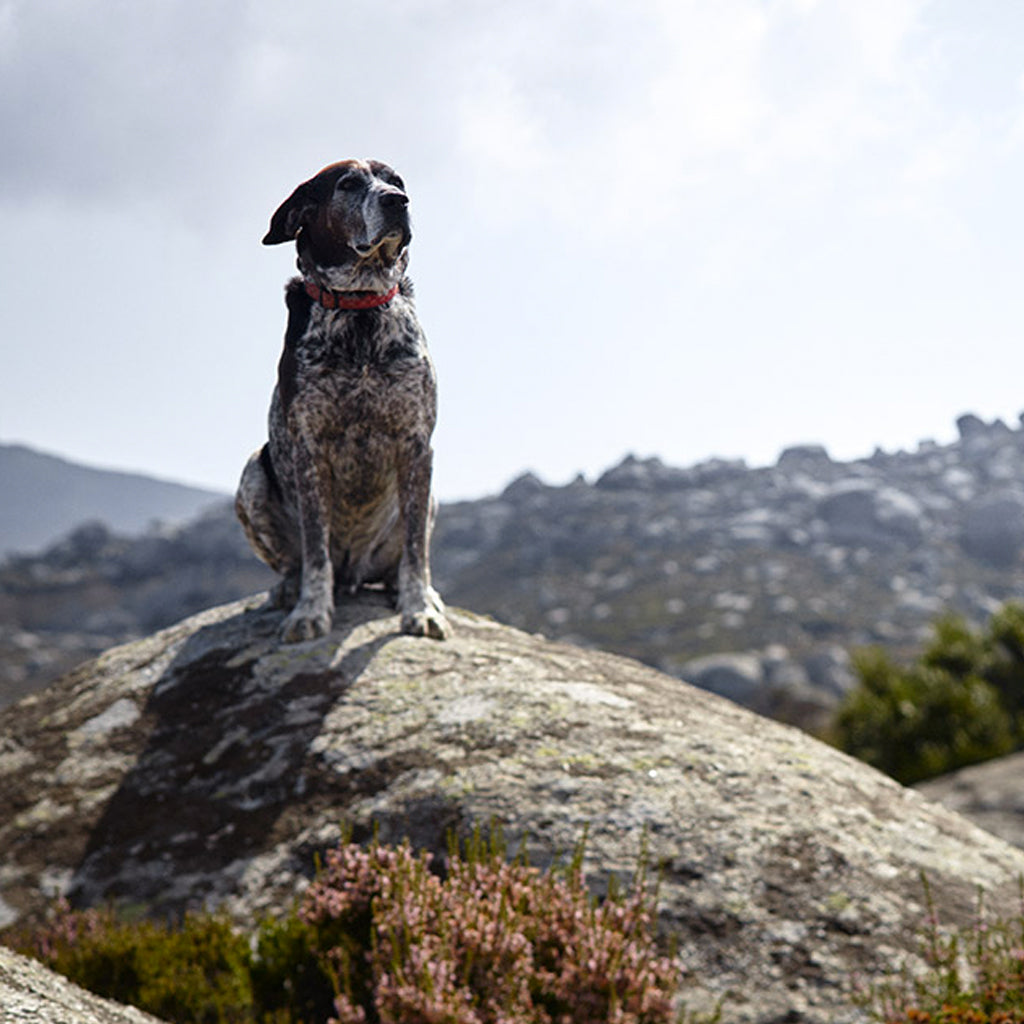 T-Oinos Dog sat on giant boulder in Tinos