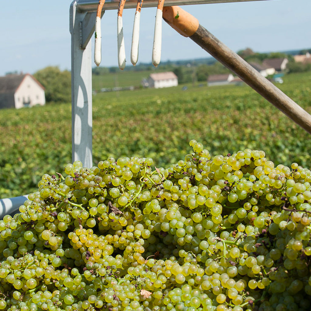 Domaines Leflaive | Puligny, France