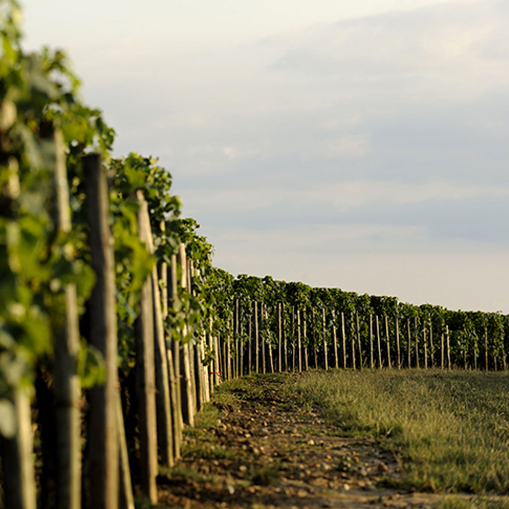 Château Trotanoy | Pomerol