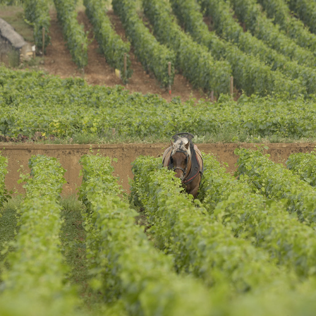 Domaine Leflaive | Puligny Montrachet