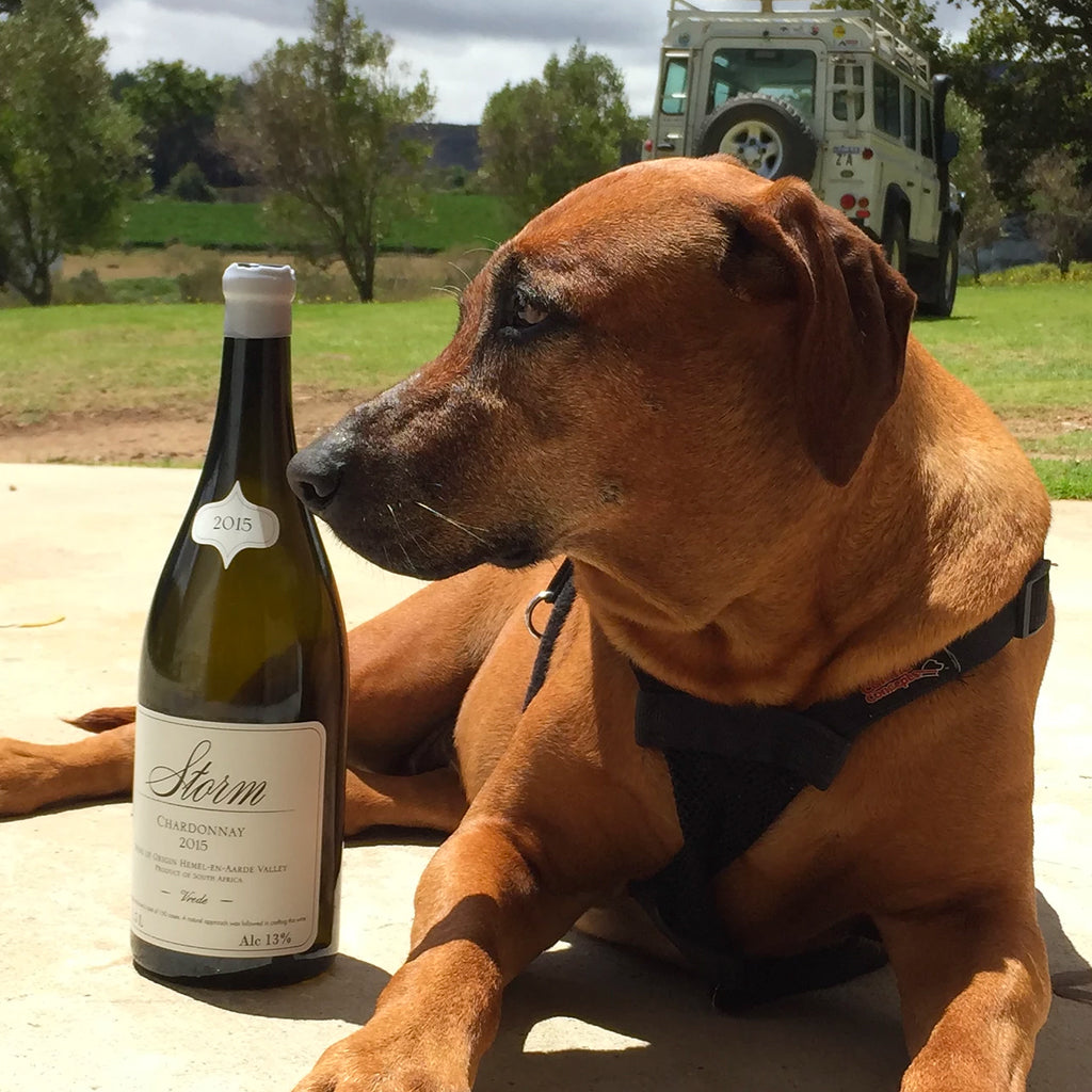 Bottle of Storm Chardonnay next to Dog Lying on floor