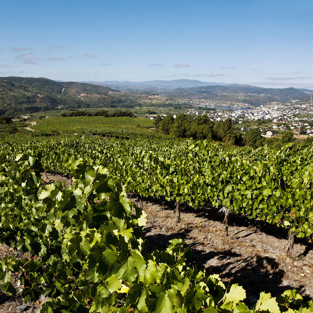 Vineyards in the Valdeorras Wine Region of Galicia in northwest Spain