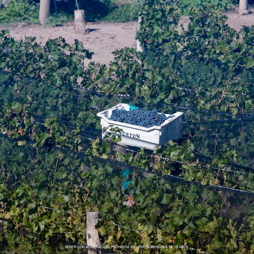 Norton Harvest Worker in Vineyards