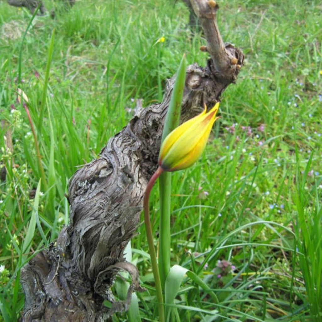 Domaine Huet | Vouvray, France