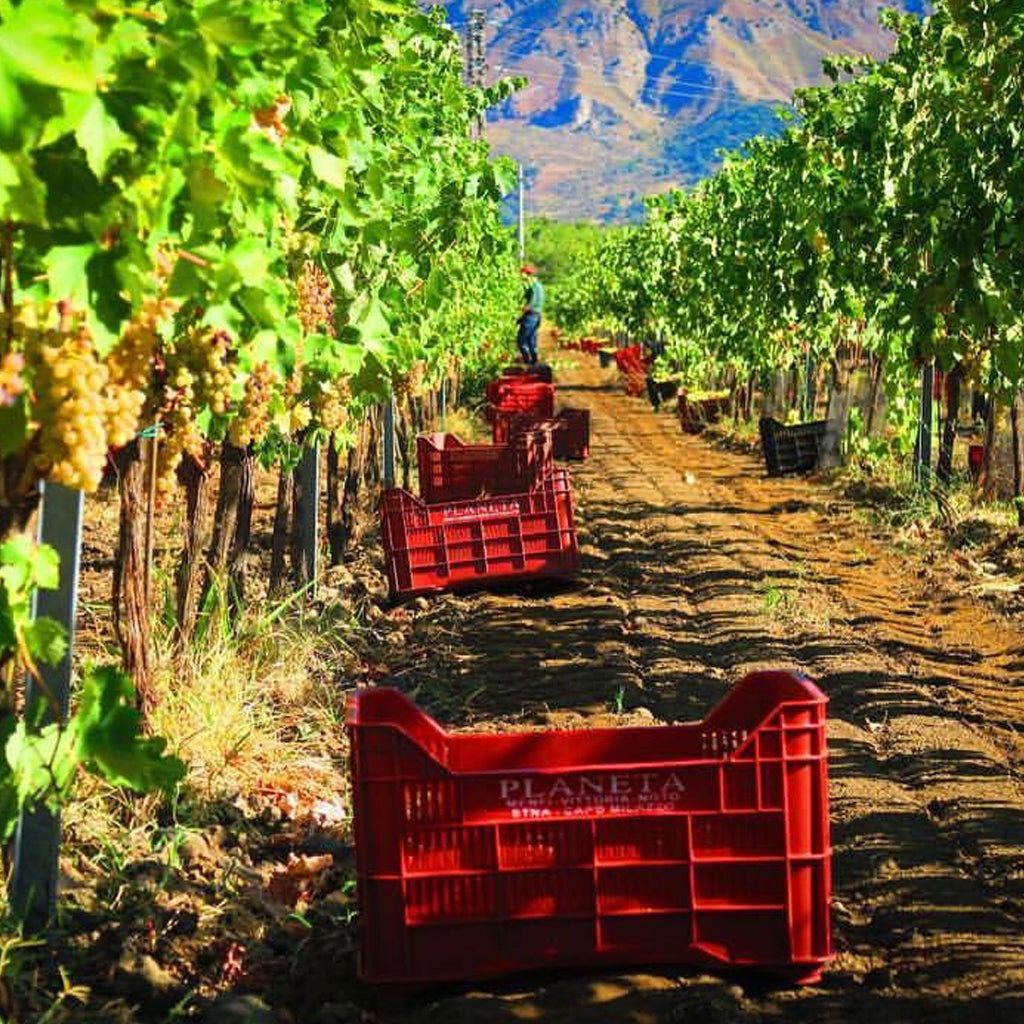 Planeta Grapes Picked into Boxes at Vineyard
