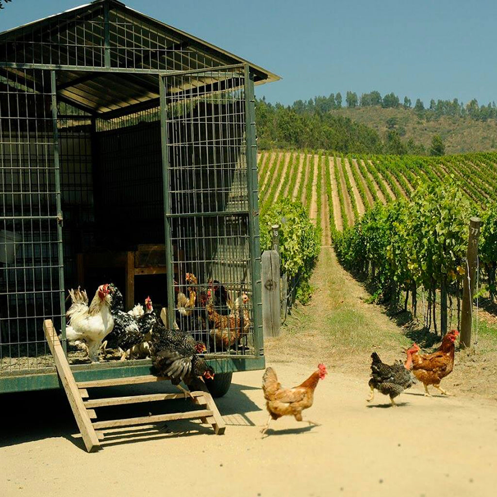 Matetic Vineyards | San Antonio