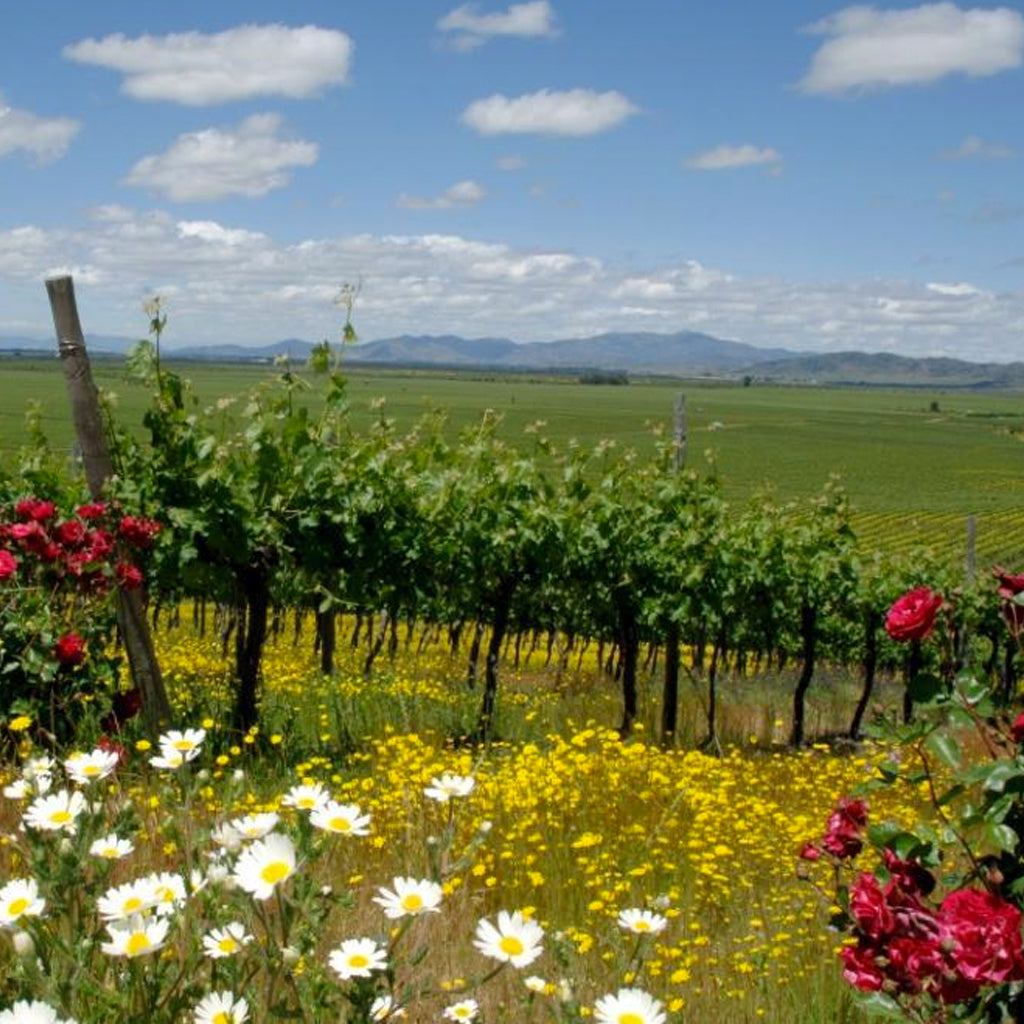 Errázuriz Ovalle | Colchagua Valley