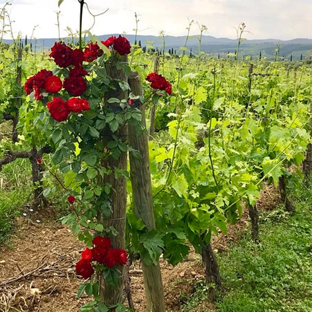 Sesti Castello di Argiano | Montalcino