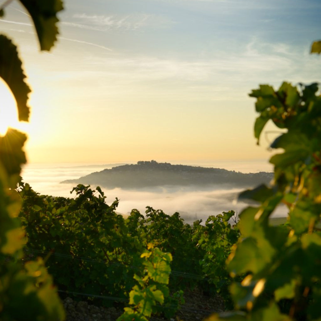 Domaine Laporte | Sancerre, France