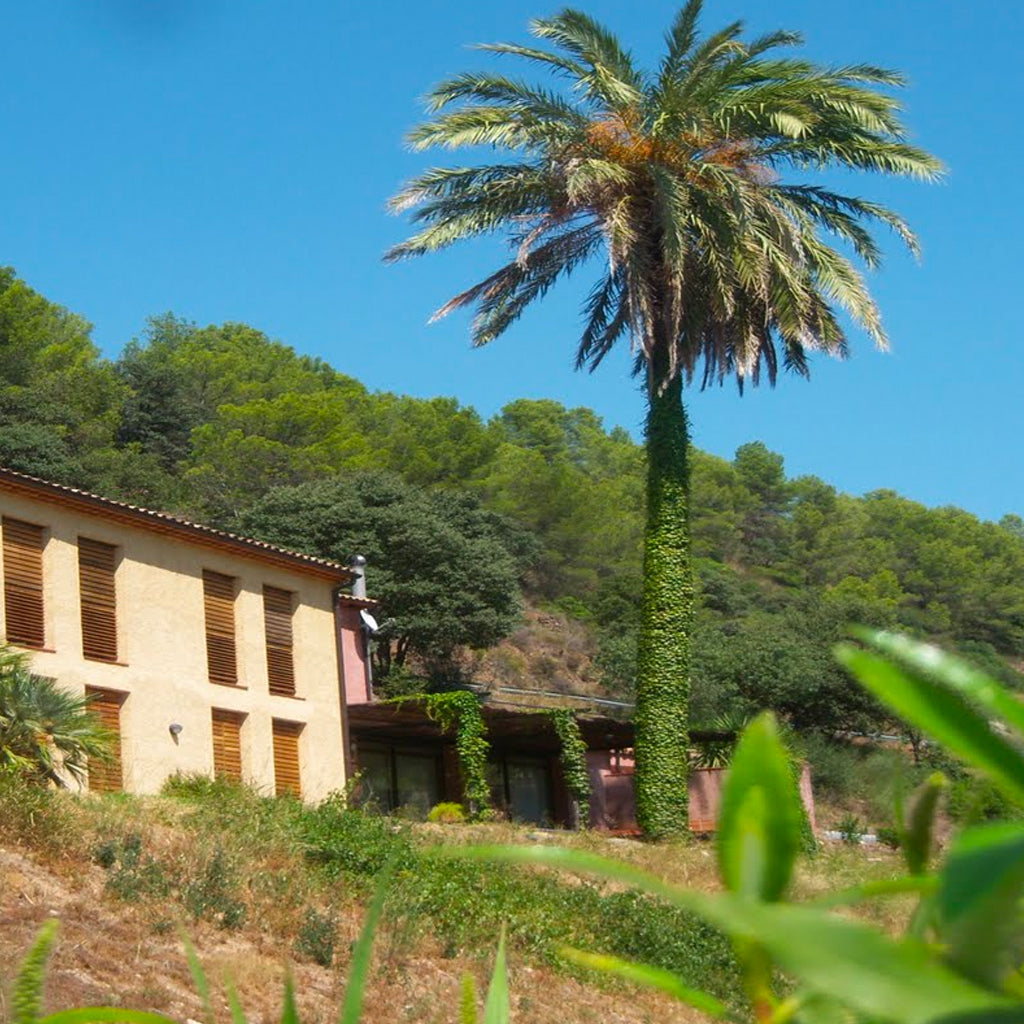 The Palm Tree outside Mas Martinet in Priorat