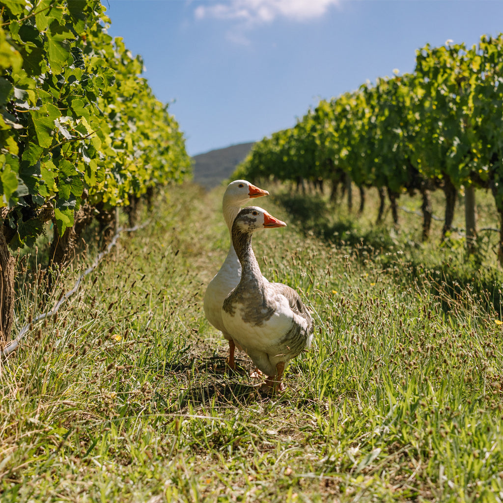 A pair of geese roaming in the vineyards of Creation Wines