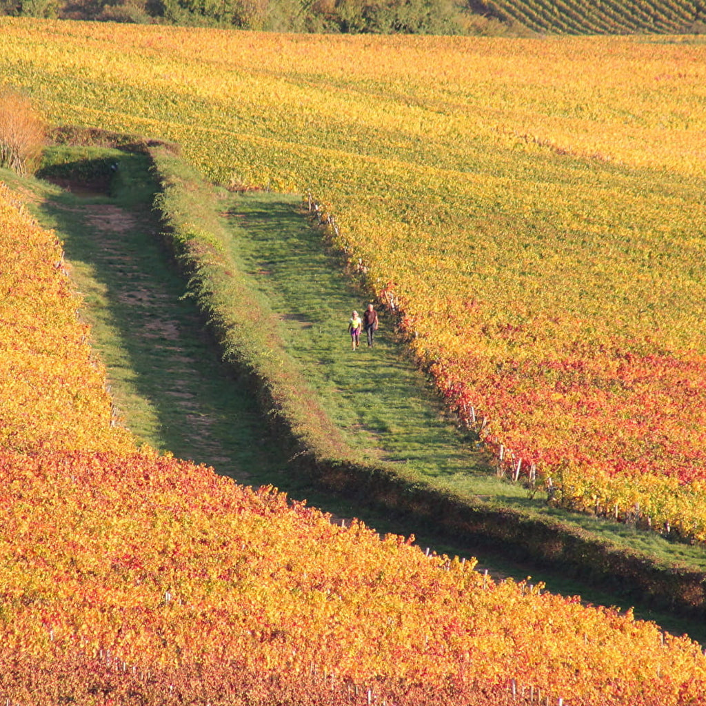 Panoramic View of Autumnal Vineyards in Givry 