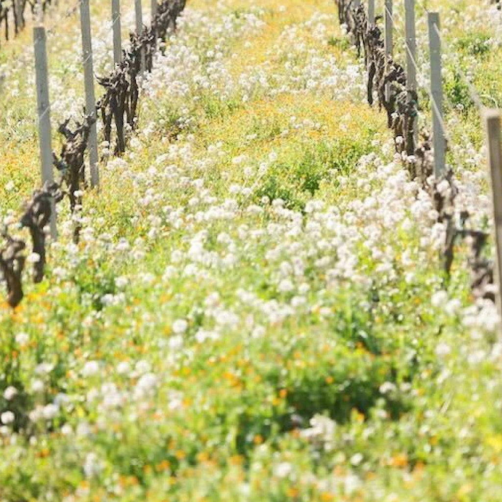 Spring flower cover crops growing between the rows of vines at Gran Sasso