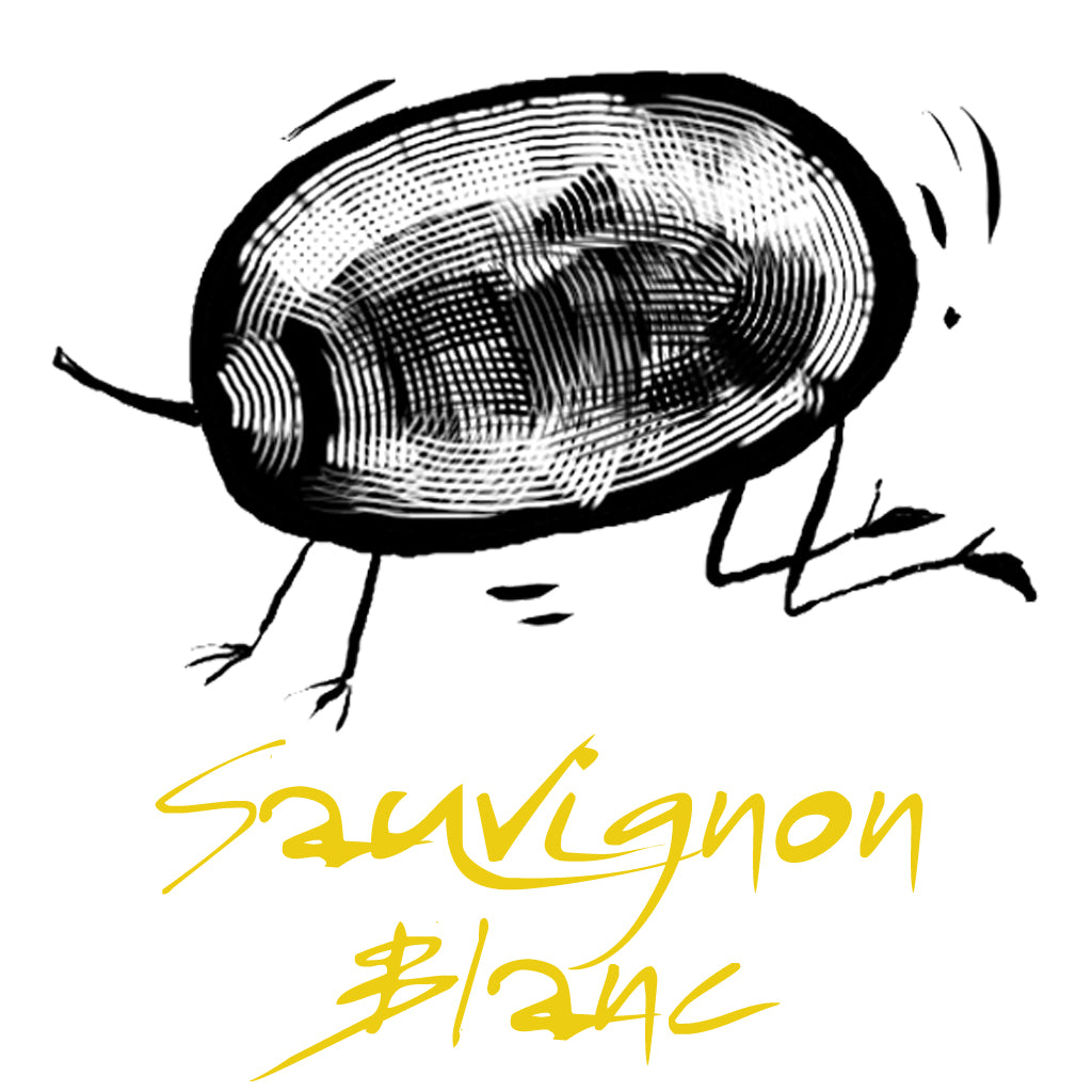 Wines made from the Sauvignon Blanc grape