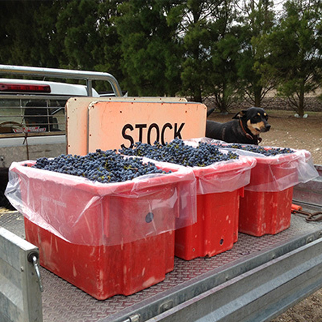 Hesketh Grapes in picking crates loaded on the back of a truck alonside pet dog