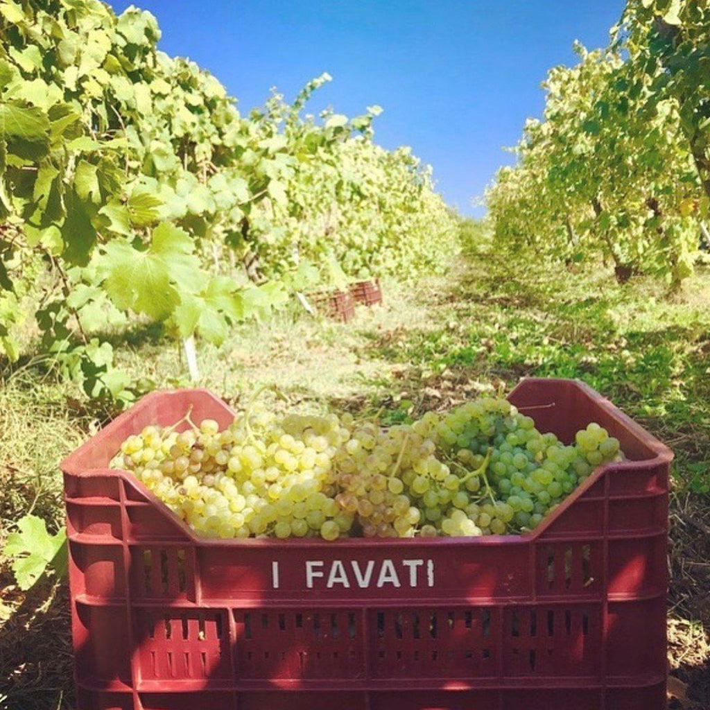 Grapes collected in an I Favati picking crate