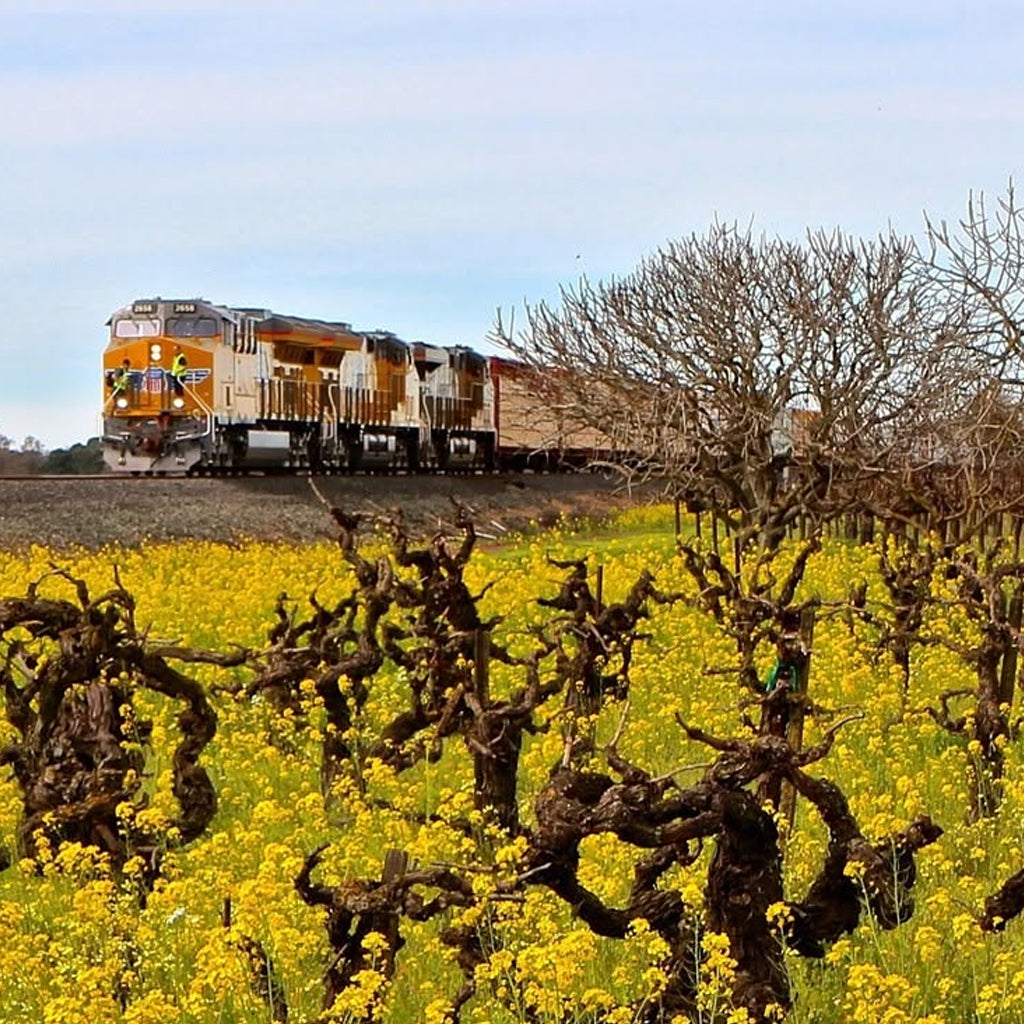 Railroad and train through a field of Mustard in flower and old vine Zinfandel