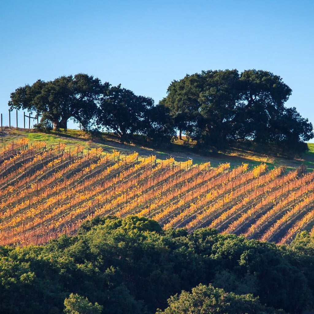 Carmel Valley Vineyards in Monterey County, California