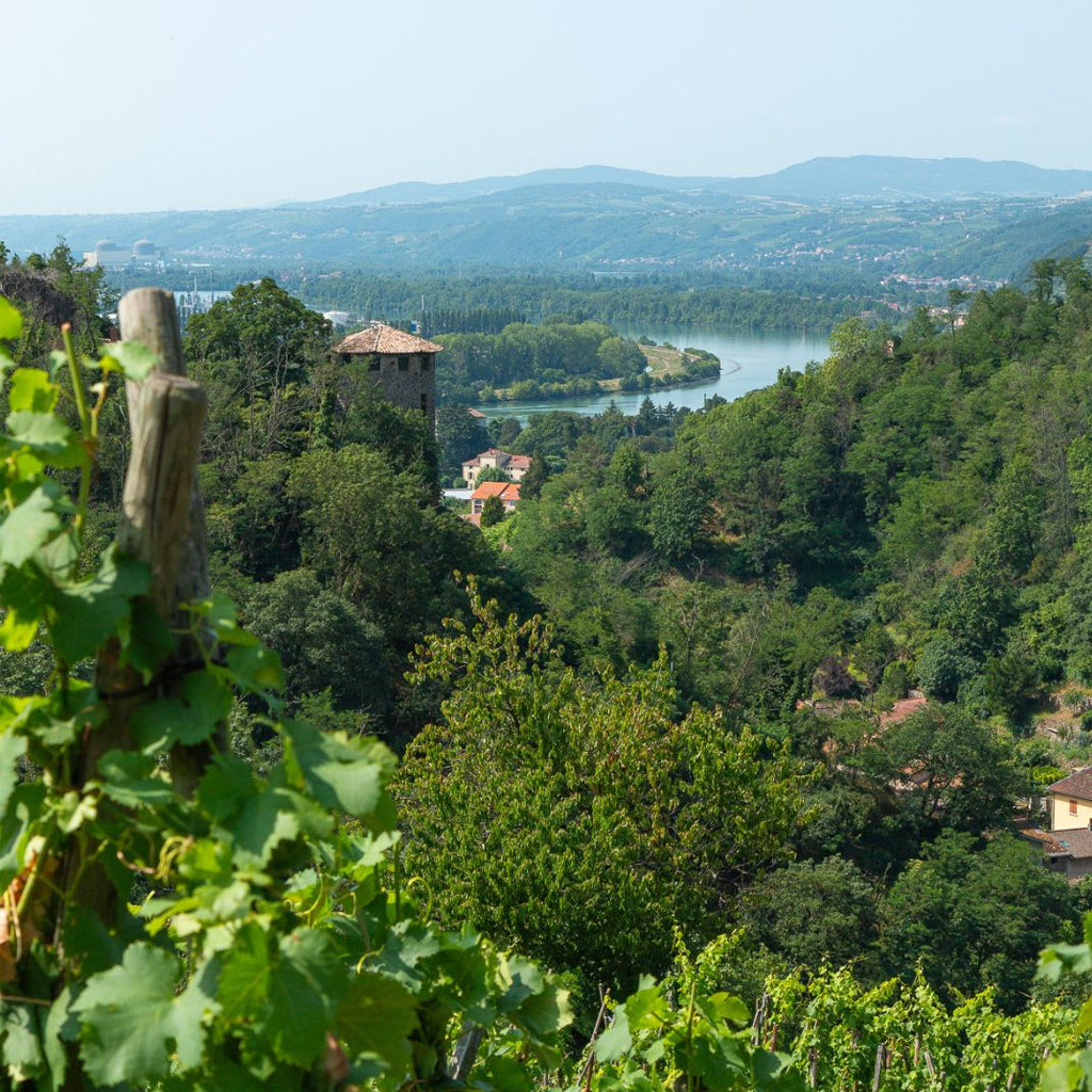 White Wine Vineyards in the Northern Rhône Valley
