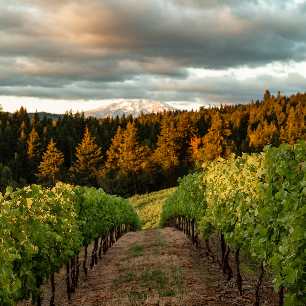 Colombia Valley Vineyards
