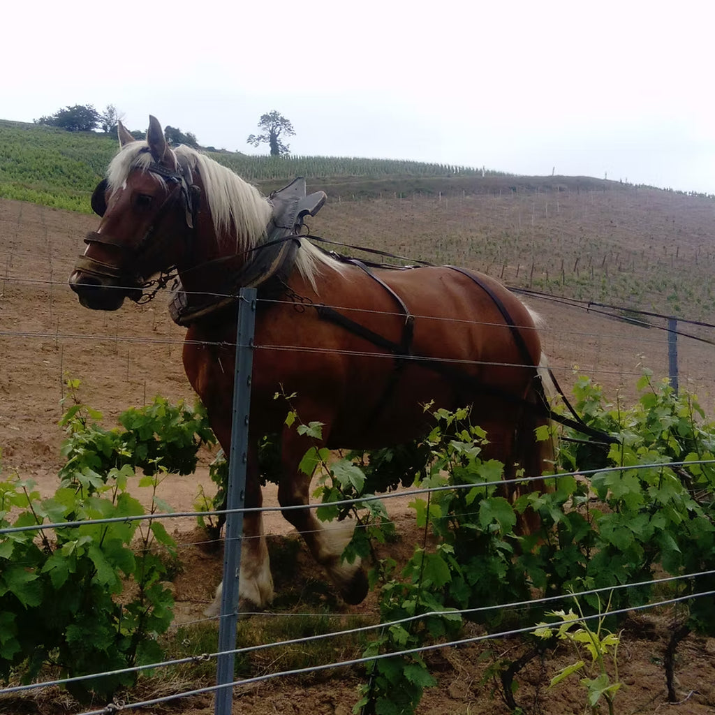 Princess The Shire Horse in Metrat's Chiroubles Vineyards