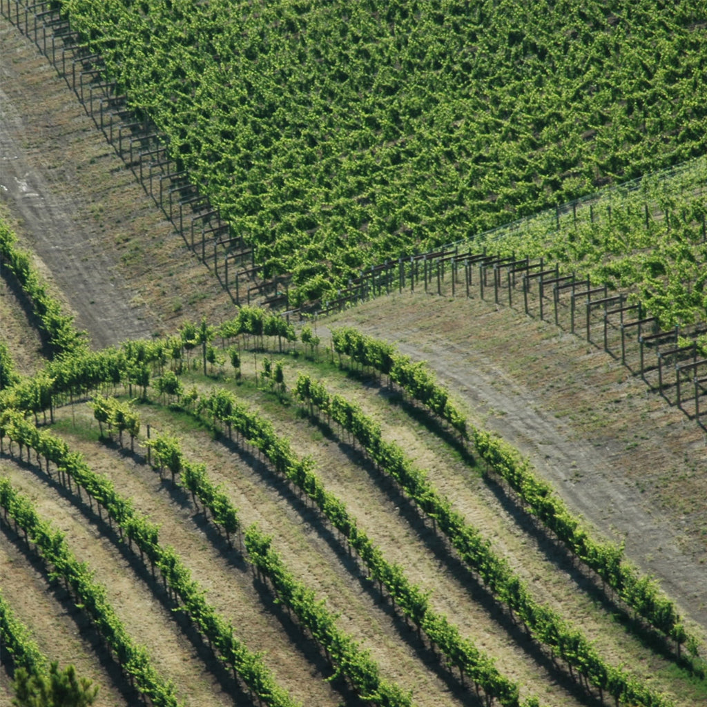 PASO ROBLES