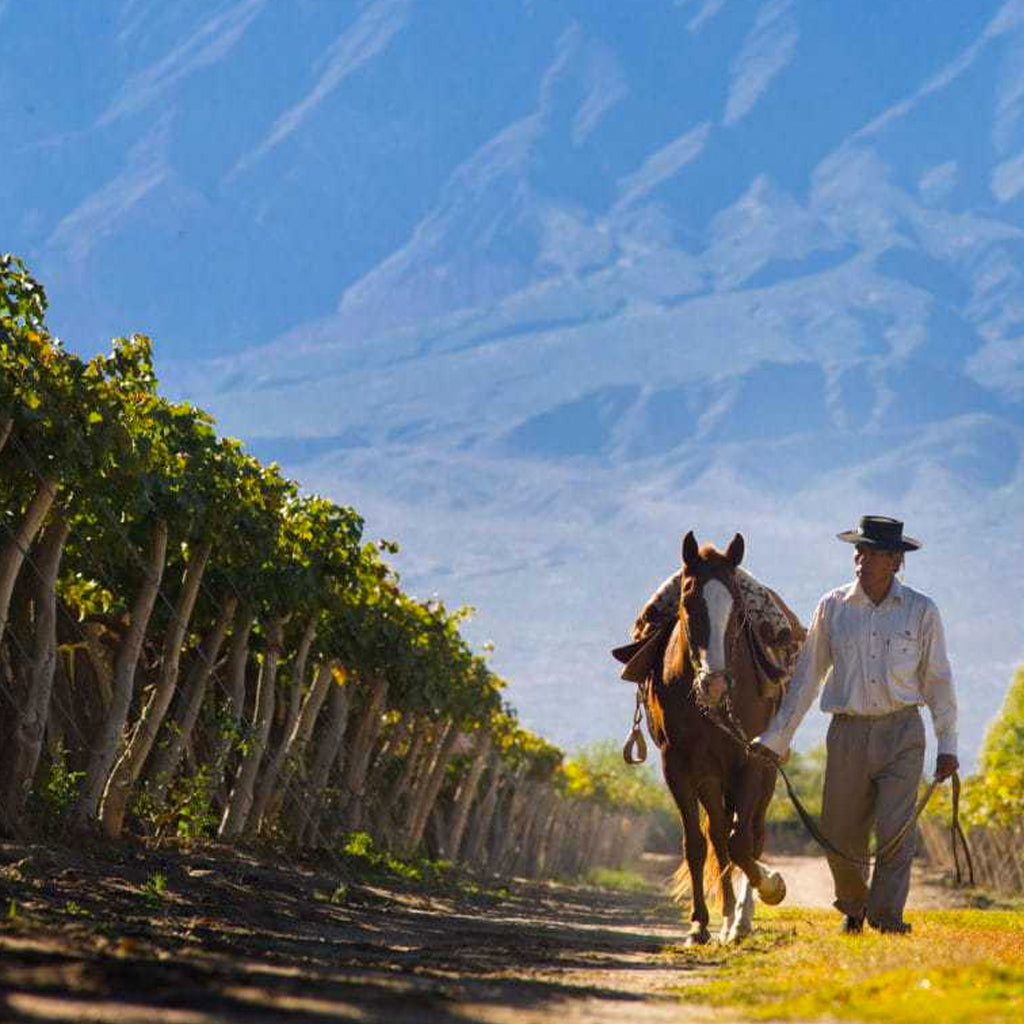 Cafayate Wine Region of the Salta Province