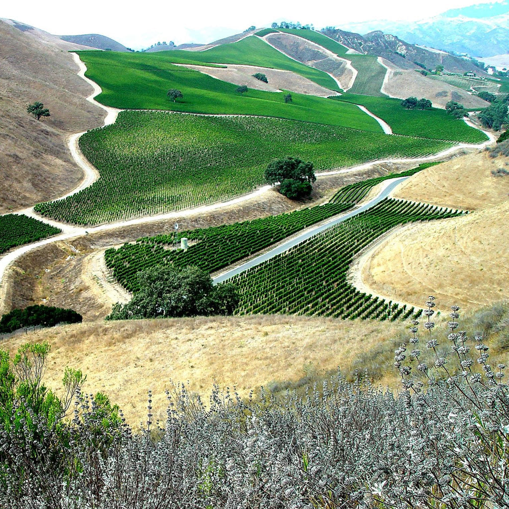 Santa Barbara County Vineyards