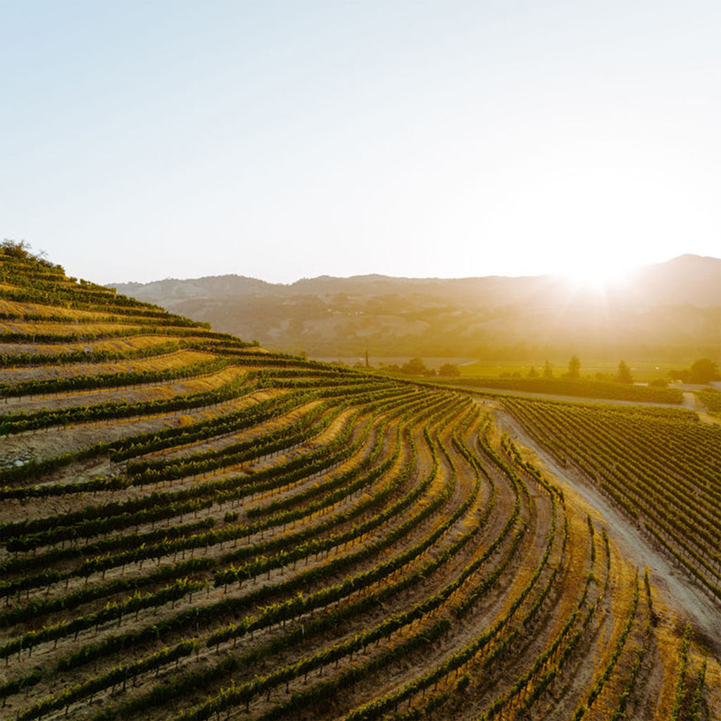 Seghesio's Terraced Hilltop Vineyards in Sonoma County, California