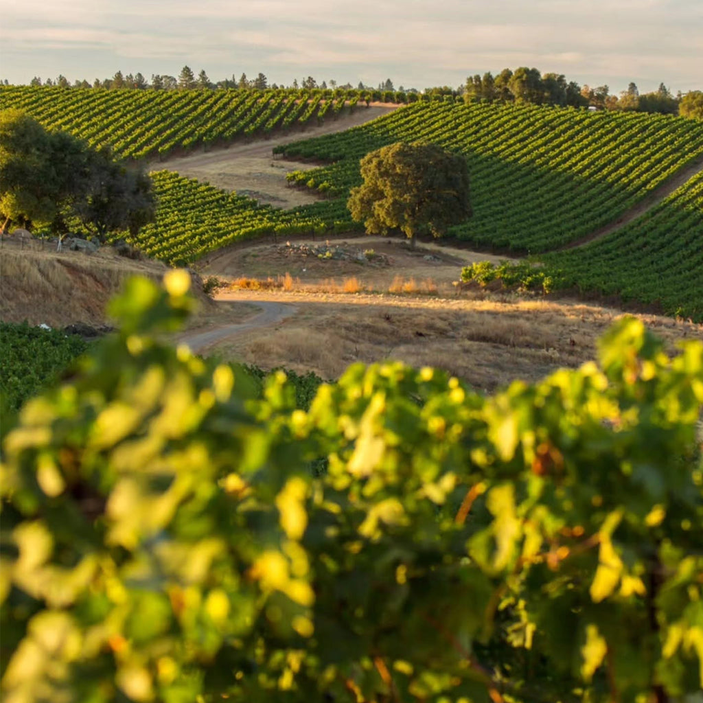 Vineyards in Amador County, Sierra Foothills